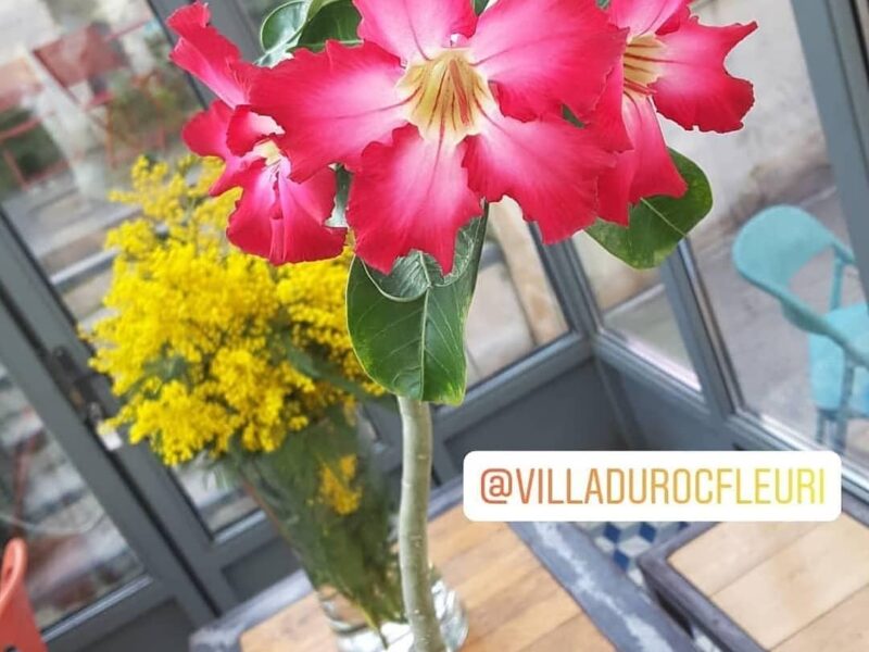 Pourquoi la Villa du Roc Fleuri?